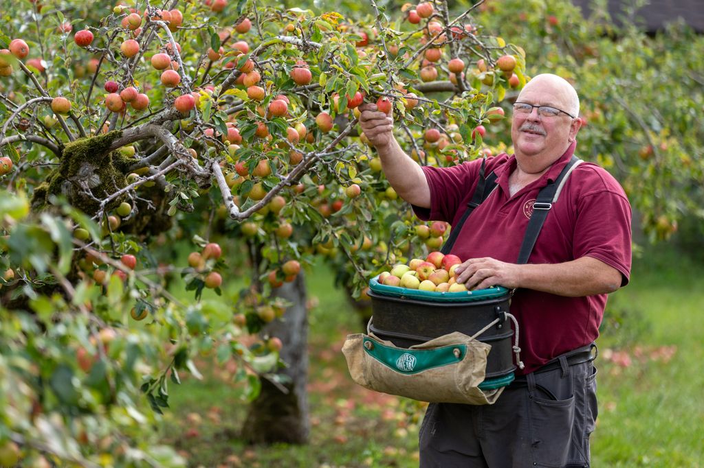 man picking apples